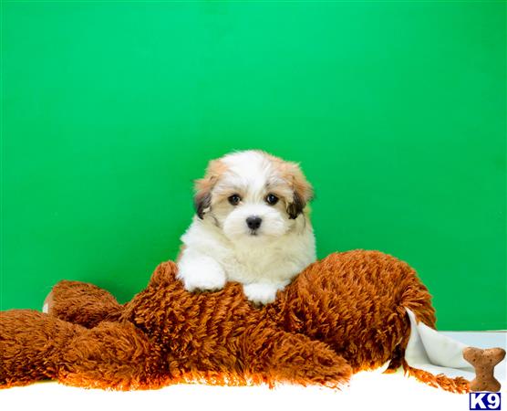 addisongood Picture 3